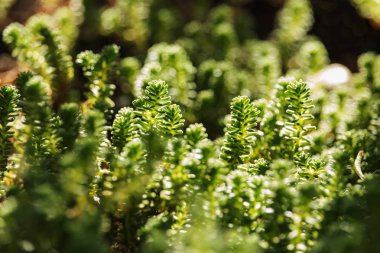 Yeşil goldmoss hendek stonecrop bahçedeki dönümlük tesisi olarak da bilinir, yaprakları yuvarlak uç, yüksek karşıtlık ile kısa bir süre silindirik