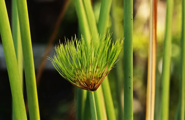 Imponerande Kluster Tunna Gröna Stjälkar Papyrus Starr Cyperus Papyrus Gröna — Stockfoto