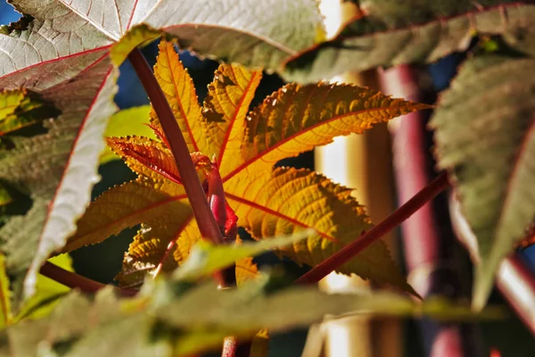 Fantastický Lesklé Listy Stromu Skočec Obecný Neboli Ricinový Olej Rostlin — Stock fotografie