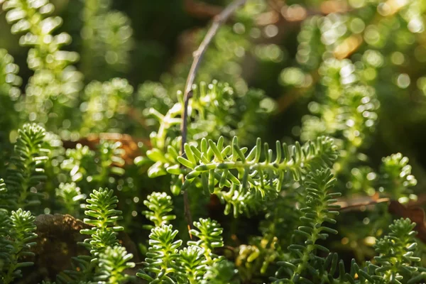 Zielony Goldmoss Rozchodnika Zwane Również Sedum Acre Roślin Liście Krótko — Zdjęcie stockowe