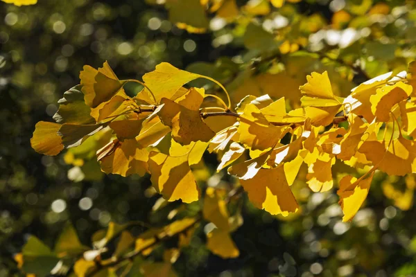 Fantastic Ginkgo Biloba Leaves Sunny Day Yellow Autumn Colors Horizontal — стоковое фото