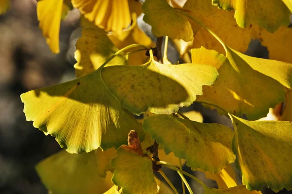 Φανταστική Ginkgo Biloba Φύλλα Μια Ηλιόλουστη Μέρα Κίτρινα Χρώματα Του — Φωτογραφία Αρχείου