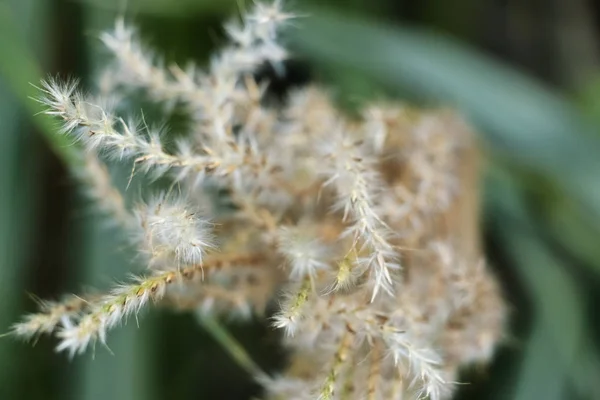 Panicle Silky Spikelets Chinese Silver Grass Eulalia Japonica Miscanthus Sinensis — Stock Photo, Image