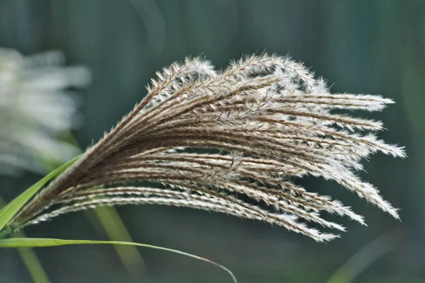 중국은 Miscanthus 하모니의 부드러운 Spikelets 휘어집니다 — 스톡 사진