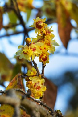 Wintersweet ağacı, sarı yaprakları iç kırmızı yaprakları, doygun renklere ve seçici odak çiçek çiçekler 