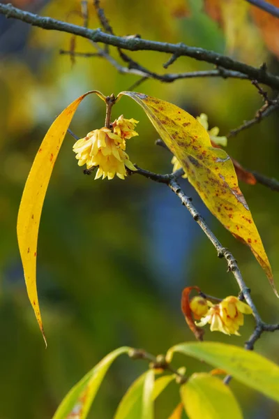 Άνθη Κίτρινα Λουλούδια Του Δέντρου Wintersweet Φθινοπωρινά Χρώματα — Φωτογραφία Αρχείου