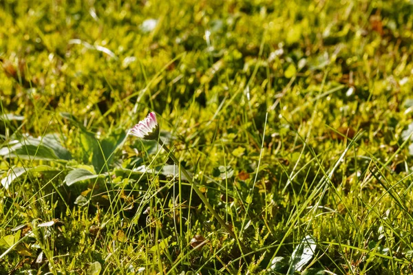 Yeşil ve odak dışında doygun renklere doğru güneş güneşli çayır, beyaz yaprakları yüzüne papatya, arka ,