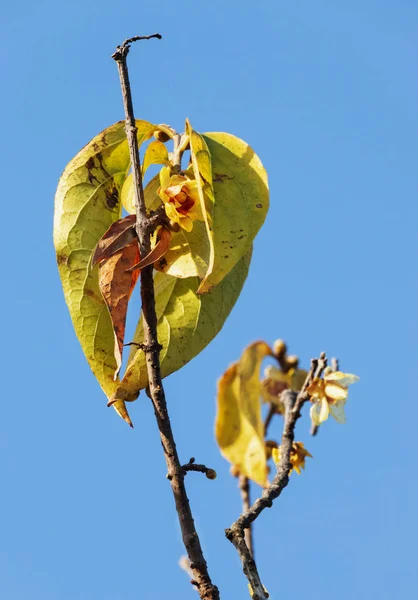 Fantastic Branch Yellow Wintersweet Flowers Yellow Leaves Sunny Winter Day — стоковое фото