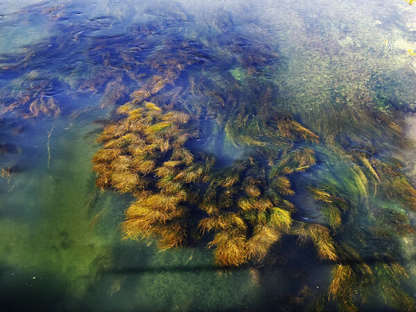 Underwater river plants ,moving  green and yellow plants , beautiful  water reflections