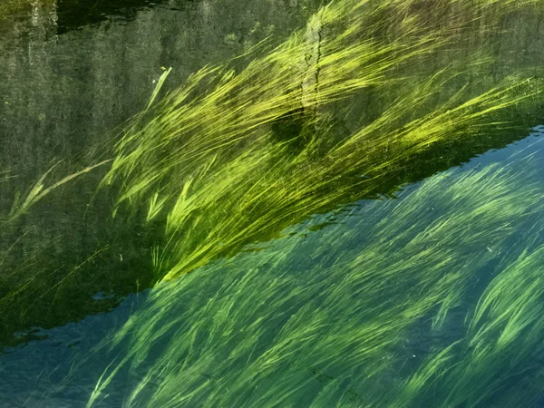 Plantas Río Subacuáticas Plantas Verdes Amarillas Movimiento Hermosos Reflejos Agua —  Fotos de Stock