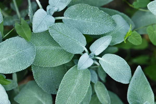 Beautiful common sage leaves in a kitchen garden , sage leaves covered with fine hairs
