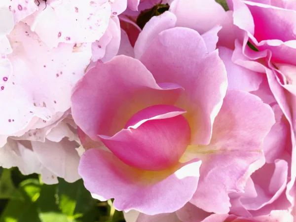 Beautiful pink rose , a ray of sun on the petals ,in the background white -pink roses