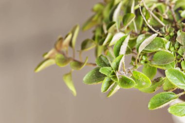 Bitki kekik yakın çekim