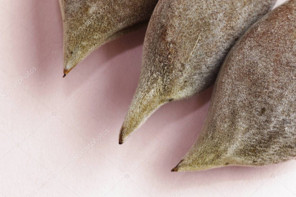 Wisteria seed pods