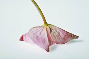 Ortanca çiçek studio vurdu