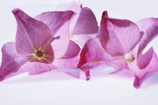 Hydrangea flowers studio shot