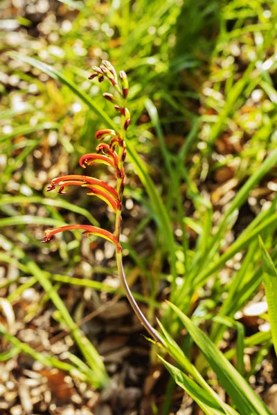 Chasmanthe blomma även kallad afrikansk flagga — Stockfoto