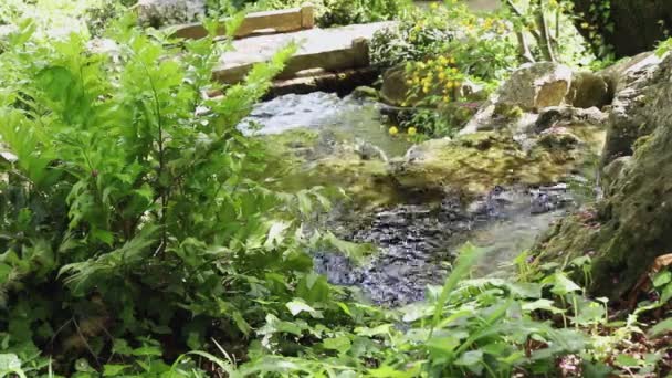 Frisches Natürliches Wasser Fließt Über Felsen Rund Grüne Pflanzen Und — Stockvideo