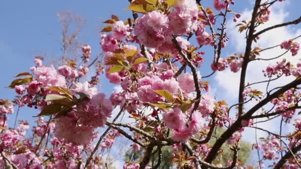 日本の木の美しいディテール ソメイヨシノコナラ 青空に対して ピンクの花は Racemose クラスターで生成され 風の強い日です — ストック動画