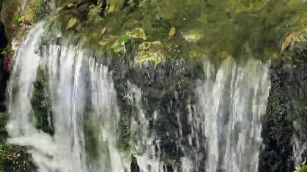 Acqua Dolce Naturale Che Scorre Sulle Rocce Muschio Verde Foglie — Video Stock