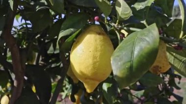 Ağaçta Limon , güneşli ve rüzgarlı gün , parlak yeşil yaprakları