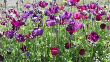 Çiçek lale güzel mor çiçekler , eşek arısı çiçekler, güneşli ve rüzgarlı gün sinekler