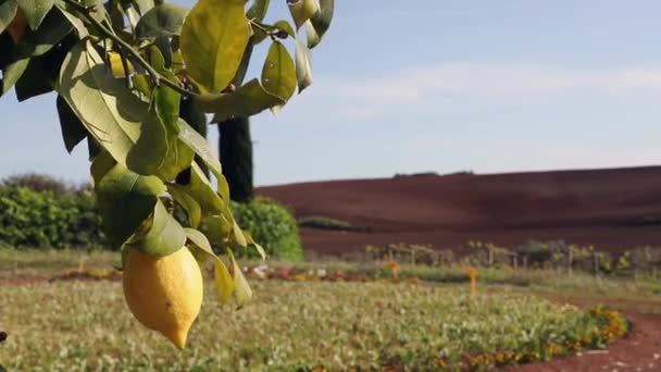 Krásný Citronový Strom Jednou Citrónem Slunečného Větrného Dne Pozadí Zahrady — Stock video