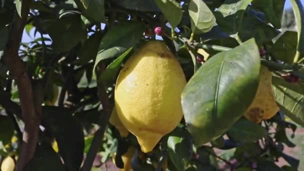 Zitronen Baum Sonniger Und Windiger Tag Hellgrüne Blätter — Stockvideo