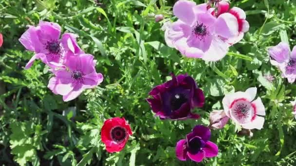 Heldere Veelkleurige Anemonen Een Veld Zonnige Winderige Dag — Stockvideo