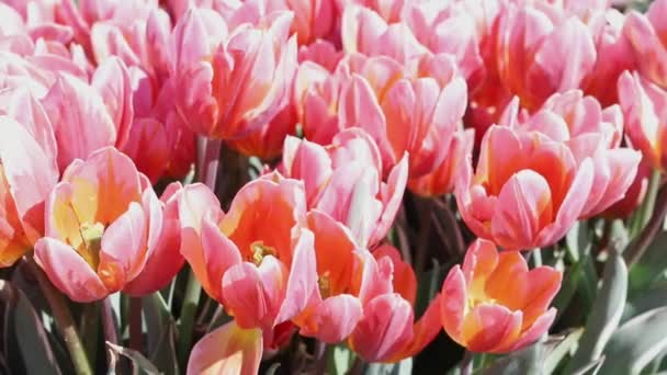 Fiori Tulipani Fiore Bellissimi Colori Dal Bianco Giallo Arancione Giornata — Video Stock