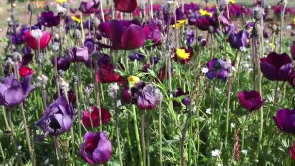 草原のチューリップの紫色の花 晴れと風の強い日に長い茎 いくつかの黄色の野生の花 — ストック動画