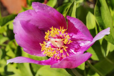 Şakayık (paeonia mascula) çiçek