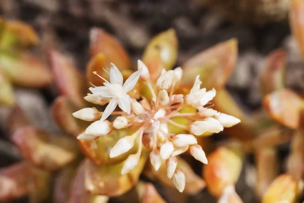 Sedum fleurs-plante de pierre  - — Photo