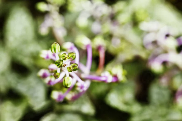 Ledebouria virágok — Stock Fotó