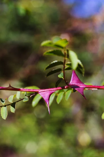 Red thorns of rose plant