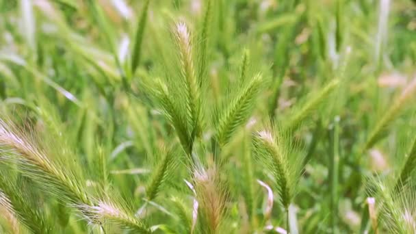 壁大麦の美しい緑のスパイク 偽の大麦や大群のムリナム それは明るく晴れた日です マクロ — ストック動画