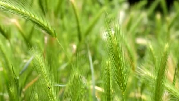 Belles pointes vertes d'orge murale faux orge ou hordeum murinum - dans une journée brillante et venteuse 