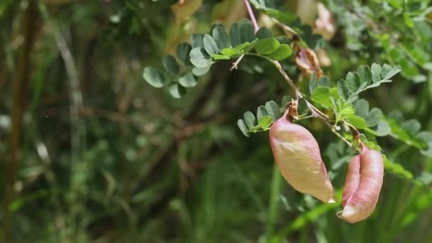 Krásný Strom Colutea Arborescens Měchýř Senna Větev Několika Nafouknutými Semennými — Stock video