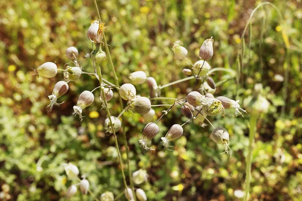 Blommor av urinblåsan Campion — Stockfoto