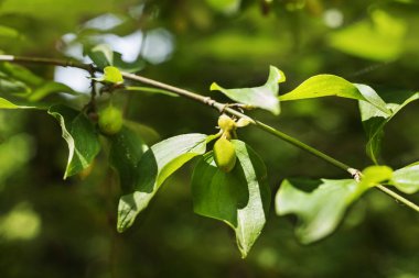 Cornelian kiraz meyveleri