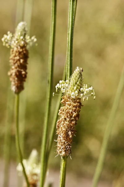 Ribwort Plantaginaceae květenství — Stock fotografie
