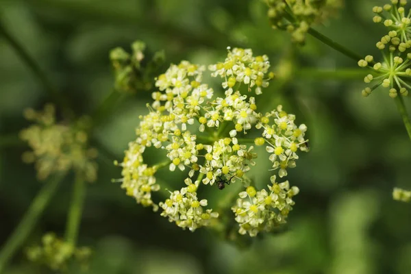 Wildflower virágzik — Stock Fotó