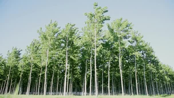 Toporové Stromy Slunečném Větrném Dnu Nádherné Dlouhé Řady Stromů — Stock video
