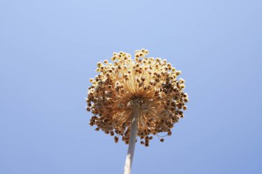 Sarımsak çiçeklenme