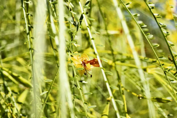 Blomma av mexikanska Palo Verde Tree — Stockfoto