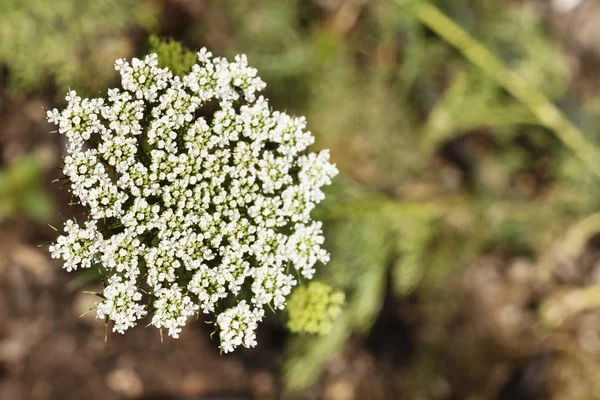 Weiße Blume der Zahnstocher-Pflanze — Stockfoto