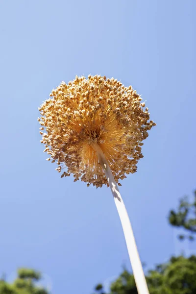 Garlic flower