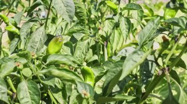 Bahçede parlak yeşil biber biberli, güneşli ve rüzgarlı bir gün, makro fotoğrafçılığı