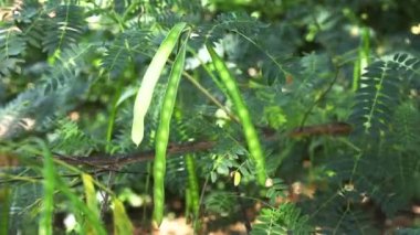 Güzel yeşil yeşillik ve leadtree-leucaena veya jumbay ağaç kapsüller-bu güneşli ve rüzgarlı bir gün