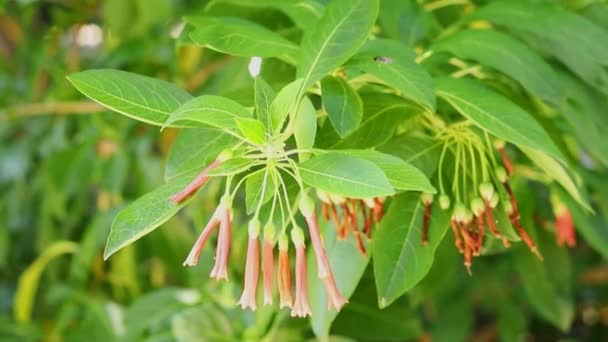 Krásné Květy Stromu Iochromské Fuchsioides Červené Tubolární Květy Zářivě Zelený — Stock video